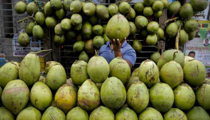 Kelapa Diburu Dunia, Indonesia Terancam Krisis Pasokan? Inilah Langkah yang Diambil Pemerintah
