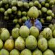 Kelapa Diburu Dunia, Indonesia Terancam Krisis Pasokan? Inilah Langkah yang Diambil Pemerintah