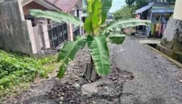 Bukan Protes! Warga Sambong Tanam Pohon Pisan di Tengah Jalan, Tapi Seruan: Tolong Perbaiki Jalan Kami
