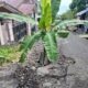 Bukan Protes! Warga Sambong Tanam Pohon Pisan di Tengah Jalan, Tapi Seruan: Tolong Perbaiki Jalan Kami