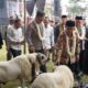 Kambing Bersolek, Domba Bergaya! Pesta Patok Jadi Ajang Fashion Show Ternak di Tasikmalaya