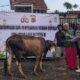 Hari ke-3 Idul Adha, Polres Tasikmalaya Salurkan 43 Hewan Kurban ke Masyarakat dan Ponpes