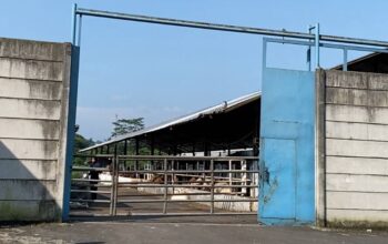 limbah sapi2