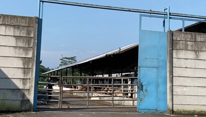 Bau Menyengat dan Limbah Cemari Lingkungan, Warga Ultimatum Tempat Potong Hewan di Indihiang