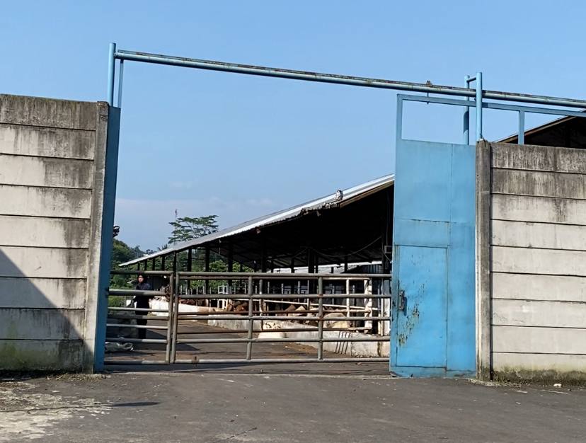limbah sapi2