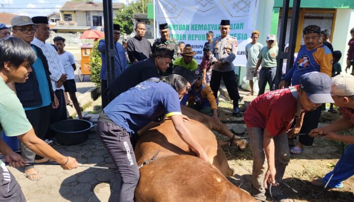‘Banteng’, Sapi Raksasa Kurban Presiden Prabowo, Disembelih di Manonjaya Tasikmalaya