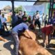‘Banteng’, Sapi Raksasa Kurban Presiden Prabowo, Disembelih di Manonjaya Tasikmalaya