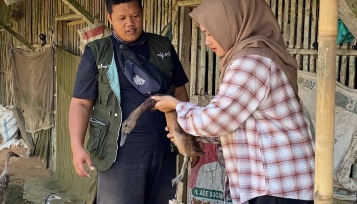 Iyam Maryani Kunjungi Klaster Itik Cihateup Rajapolah, Peternakan Lokal Tembus Pasar Internasional 2 IMG 20250708 WA0025