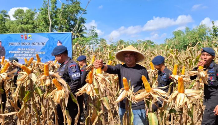 Brimob Polda Jabar Panen Raya 20 Ton Jagung, Wujud Nyata Dukung Ketahanan Pangan di Tasikmalaya