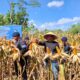 Brimob Polda Jabar Panen Raya 20 Ton Jagung, Wujud Nyata Dukung Ketahanan Pangan di Tasikmalaya