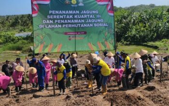 JAGUNG1
