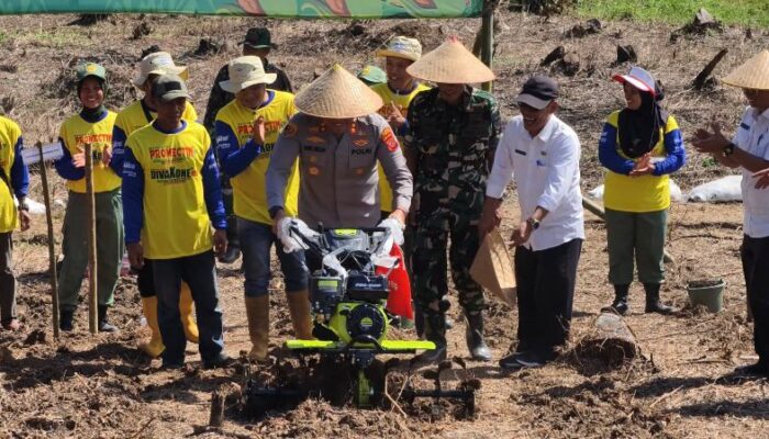 Polres Tasikmalaya Gandeng Petani dan Instansi, Optimalkan 30 Hektare Lahan Jagung 2 jagung3