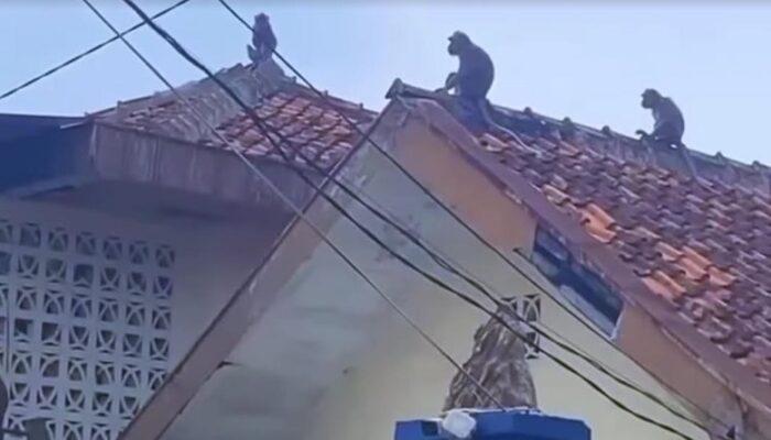 Teror Monyet Liar di Siang Bolong, Warga Sukaraja Tasikmalaya Heboh