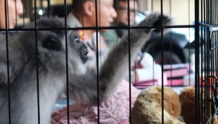 Polres Tasikmalaya Kota Gagalkan Perdagangan Satwa Langka: Dua Ekor Owa Jawa Berhasil Diselamatkan 2 owa5
