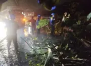 pohon tumbang1
