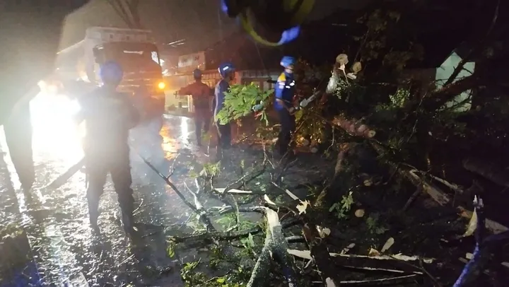 pohon tumbang1