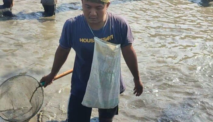 Warga Cigantang Meriahkan HUT RI ke-80 dengan Tradisi Ngubyag Balong