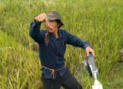 gagal panen1