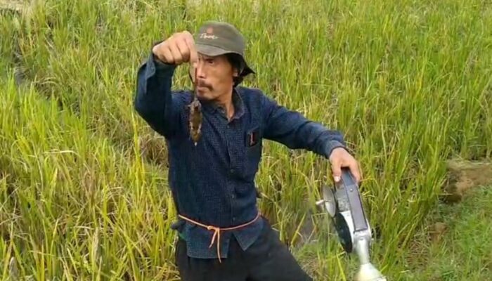Hama Tikus Menggila, Petani Ciawi Tasikmalaya Basmi Tikus dengan Asap Belerang