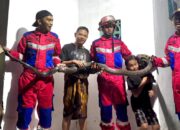 ular kobra panjang