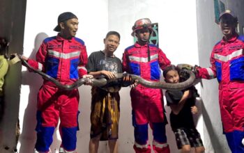 ular kobra panjang