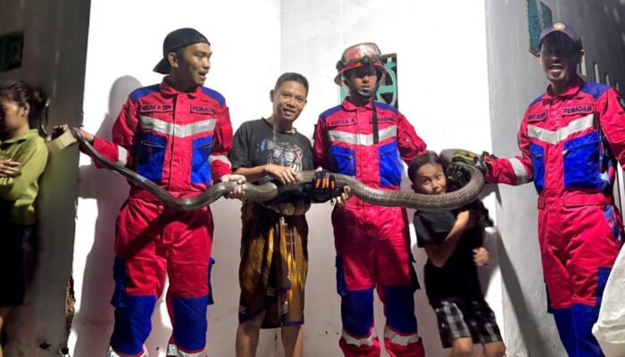 Evakuasi King Kobra 4 Meter di Tasikmalaya: Malam Mencekam di Cisitu