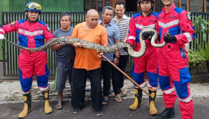 Ular Sanca Besar Gegerkan Warga Perumahan di Mangkubumi Tasikmalaya