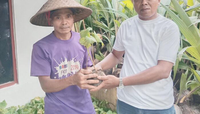 SPP Karangjaya Distribusikan 5.000 Bibit Kelapa dan Balsa, Dorong Penggarapan Lahan Bekas HGU