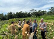 Polsek Cisayong Panen Jagung Satu Hektare, Dukung Program Ketahanan Pangan Nasional