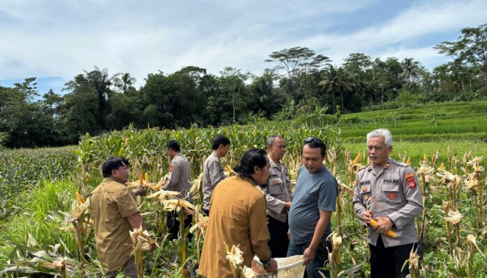 Polsek Cisayong Panen Jagung Satu Hektare, Dukung Program Ketahanan Pangan Nasional