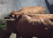 Modus Rusak Engsel Kandang, Pencuri Gasak 4 Sapi Limosin di Kawalu dalam Semalam