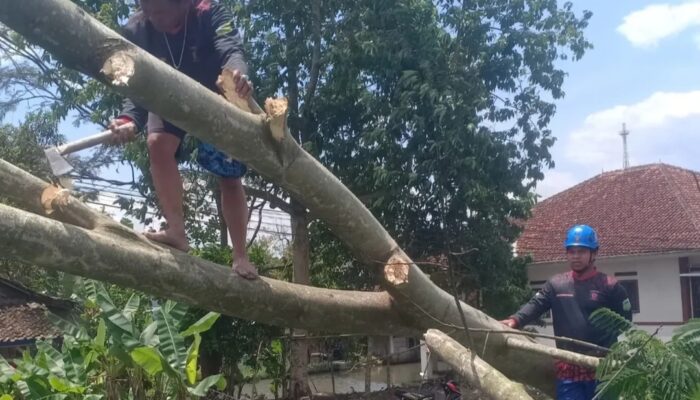 BREAKING NEWS: Angin Kencang Terjang Singaparna Tasikmalaya, Pohon Tumbang Timpa Rumah Dinas