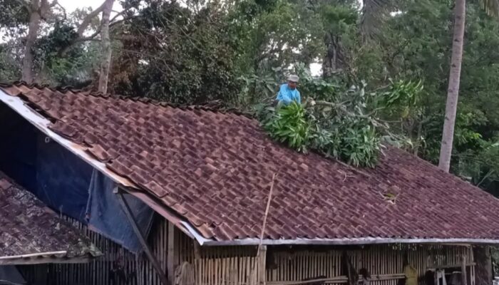 Angin Kencang Terjang Kadipaten Tasikmalaya Dini Hari, Pohon Mangga Tumbang Timpa Rumah Warga