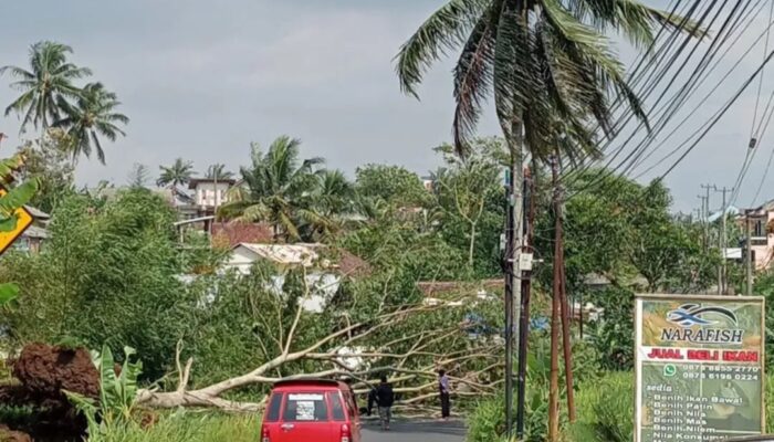 Angin Kencang di Sariwangi Tasikmalaya: Pohon Tumbang Tutup Jalan