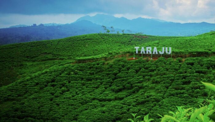 Pesona Kebun Teh Taraju Tasikmalaya, Surga Hijau dengan Udara Sejuk di Selatan Priangan