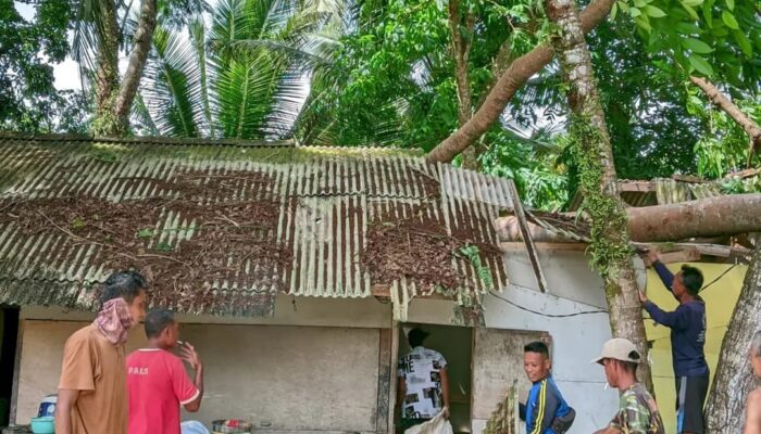 Detik-detik Pohon Besar Tumbang Hantam Warung di Cikalong Tasikmalaya