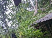 Rumah Warga di Sukaraja Tasikmalaya Ambruk Dihantam Pohon Saat Hujan Deras
