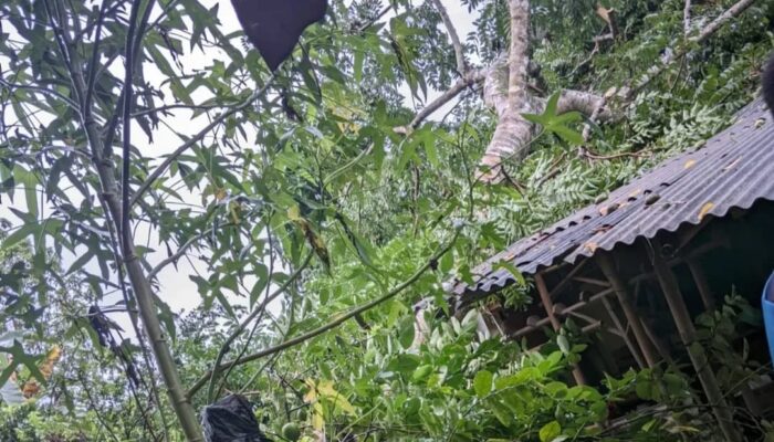 Rumah Warga di Sukaraja Tasikmalaya Ambruk Dihantam Pohon Saat Hujan Deras