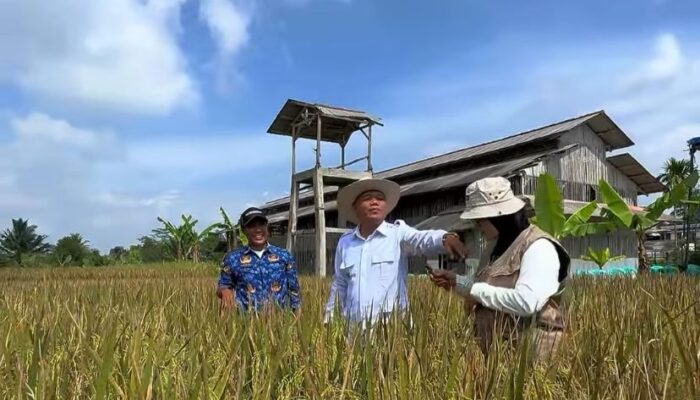 Wabup Tasikmalaya Panen Padi Organik di Manonjaya, Turun Langsung ke Sawah