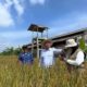 Wabup Tasikmalaya Panen Padi Organik di Manonjaya, Turun Langsung ke Sawah