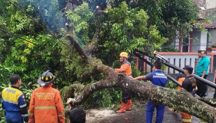 Hujan Deras Picu Pohon Tumbang di Jalur Ciawi–Singaparna, Akses Sempat Tersendat