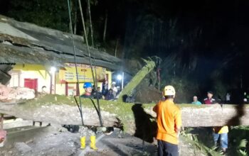 Pohon Tumbang Akibat Angin Kencang, Akses Jalan di Mangunreja Tasikmalaya Sempat Lumpuh